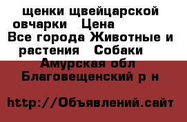 щенки щвейцарской овчарки › Цена ­ 15 000 - Все города Животные и растения » Собаки   . Амурская обл.,Благовещенский р-н